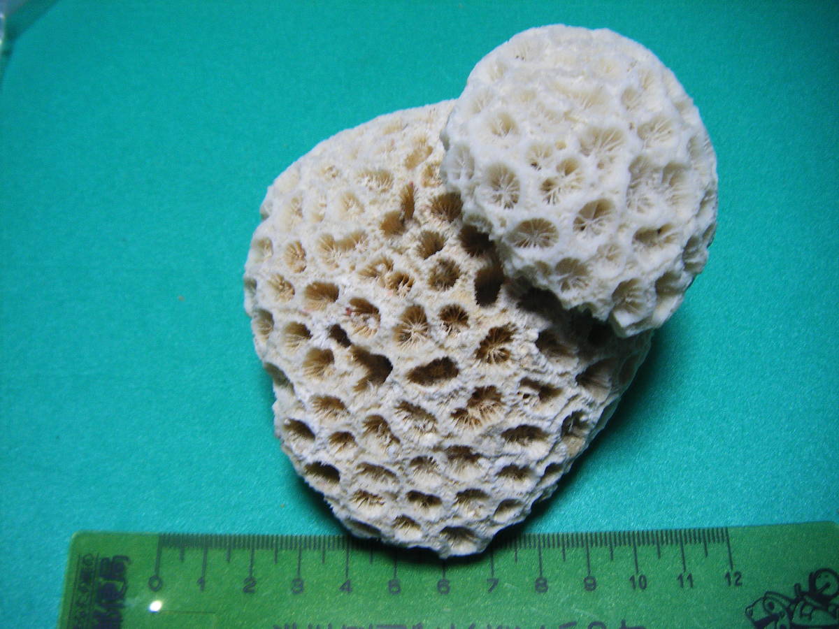 天然コーラル　重なり円形　白珊瑚　丸模様が珍品　_画像5