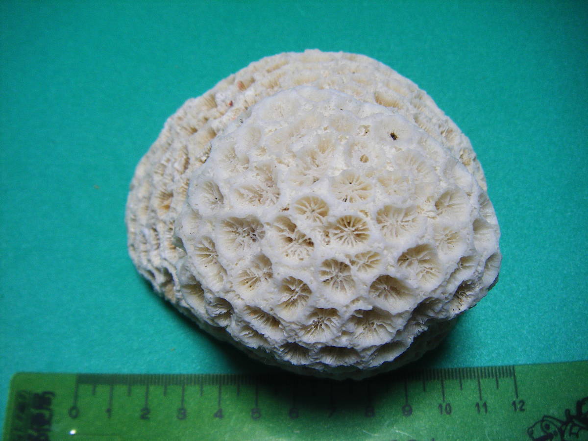 天然コーラル　重なり円形　白珊瑚　丸模様が珍品　_画像6