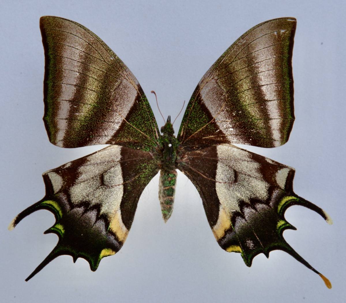 憧れ □ 外国産蝶標本 野外採集品 産 インド・アッサム テングアゲハ A