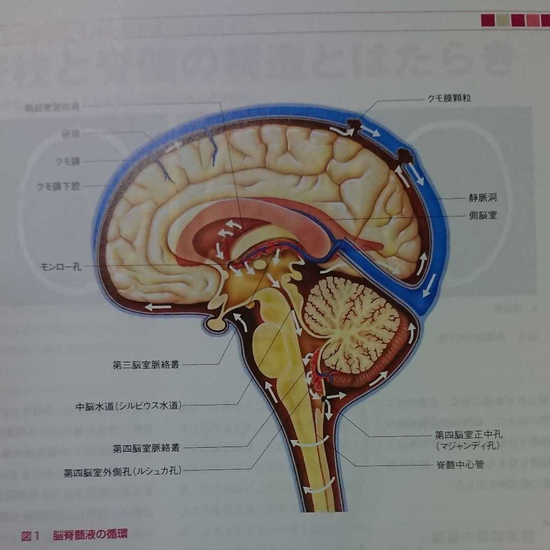 Paypayフリマ 脳 神経 脊髄イラストレイテッド 病態生理とアセスメント