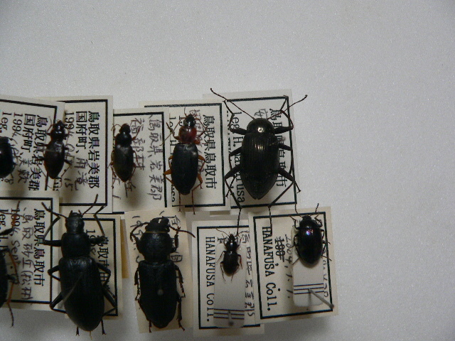 B98 鳥取県産の甲虫10頭　鳥取県　昆虫　甲虫　標本_画像3