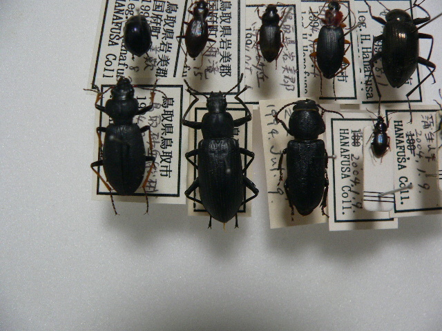 B98 鳥取県産の甲虫10頭　鳥取県　昆虫　甲虫　標本_画像4