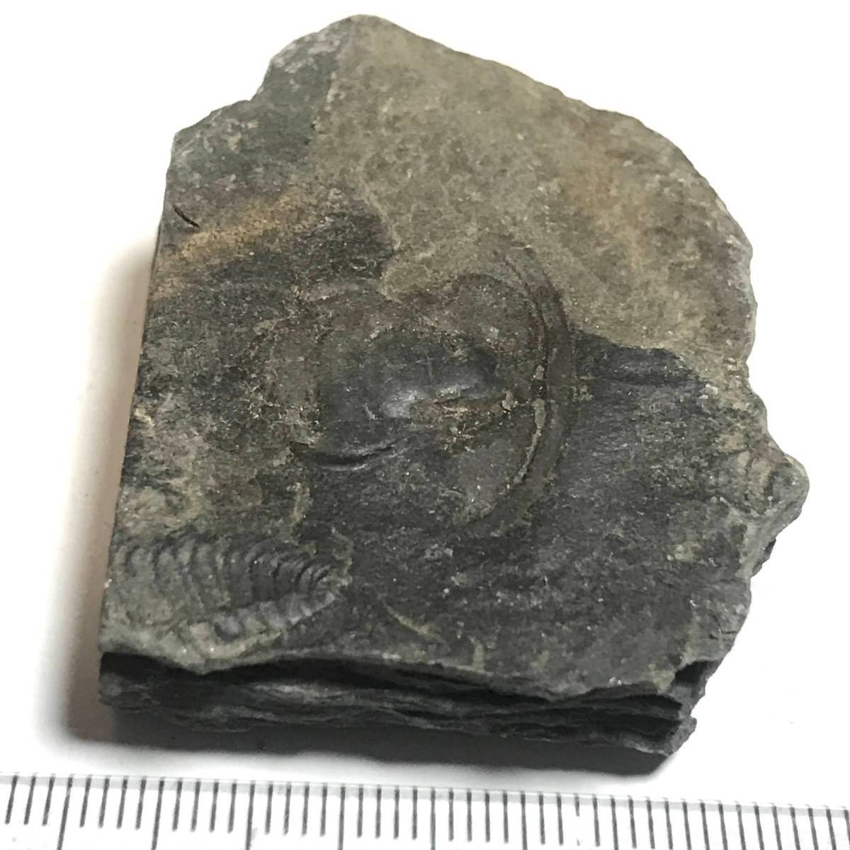 三葉虫・エオレドリキア・６１g（中国産化石標本）_画像4