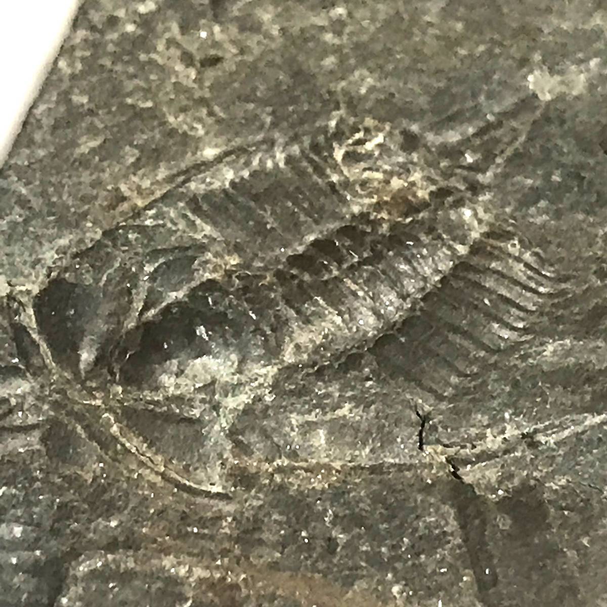 三葉虫・２５g（中国産化石標本）_画像5
