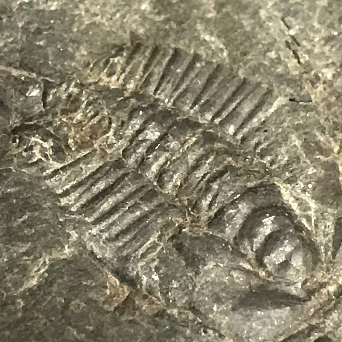 三葉虫・２５g（中国産化石標本）_画像3