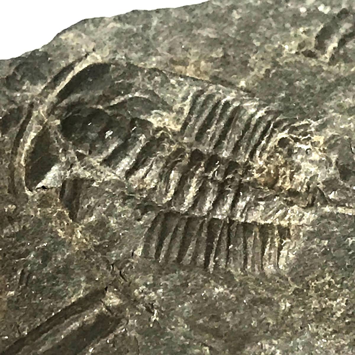 三葉虫・２５g（中国産化石標本）_画像1