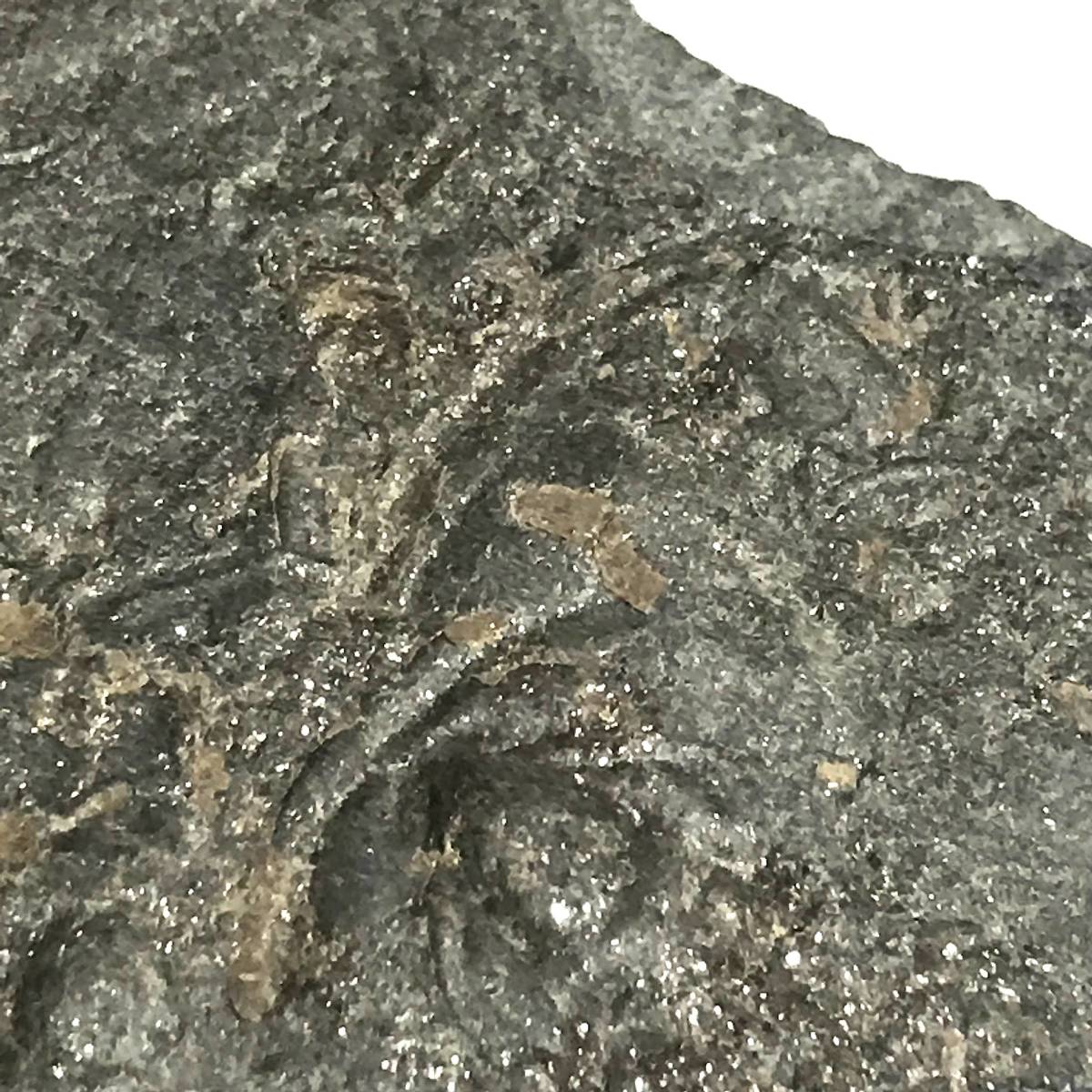 三葉虫・７８g（中国産化石標本）_画像3