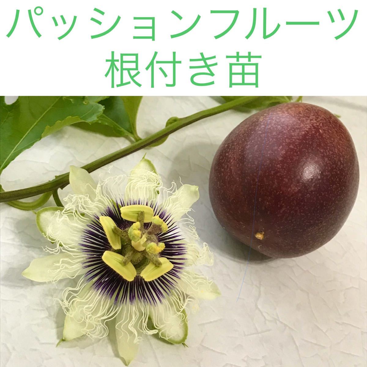 Paypayフリマ パッションフルーツ 苗 3本 エドゥリス赤紫 Paypayフリマ パッションフルーツ 苗 3本 エドゥリス赤紫