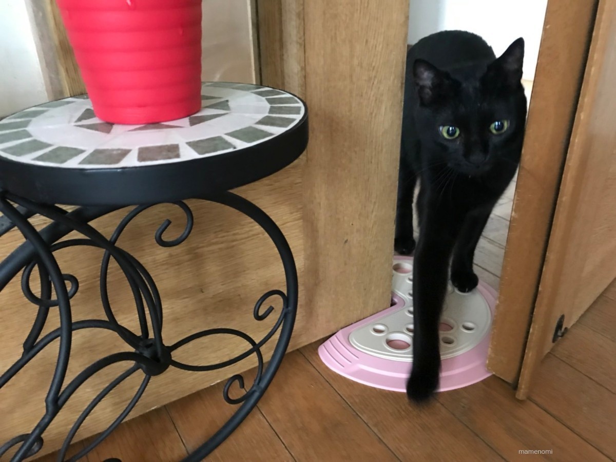 Paypayフリマ ドアストッパー スペッキー キャラメル ペット用待ち受けタイプ 犬猫 Paypayフリマ ドアストッパー スペッキー キャラメル ペット用待ち受けタイプ 犬猫