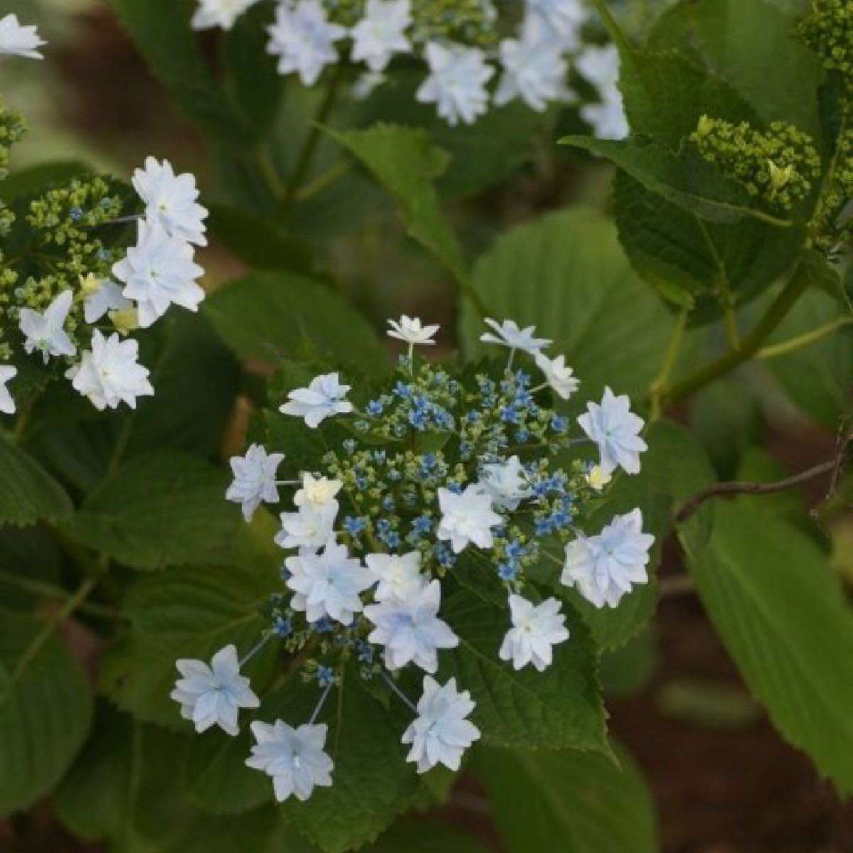 Paypayフリマ 紫陽花 ガクアジサイ 1苗 隅田の花火 Paypayフリマ 紫陽花 ガクアジサイ 1苗 隅田の花火