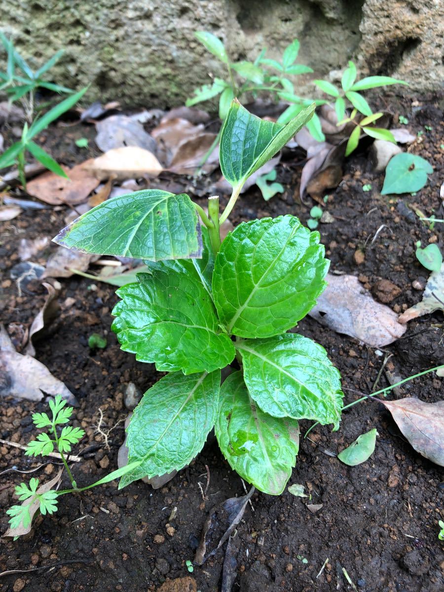 Paypayフリマ 紫陽花 ガクアジサイ 1苗 隅田の花火 Paypayフリマ 紫陽花 ガクアジサイ 1苗 隅田の花火