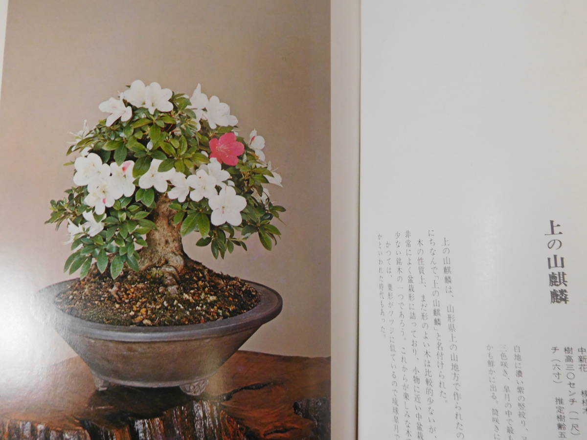 * Rhododendron indicum . tree | chestnut ....*..| present-day plan .* issue * old book 