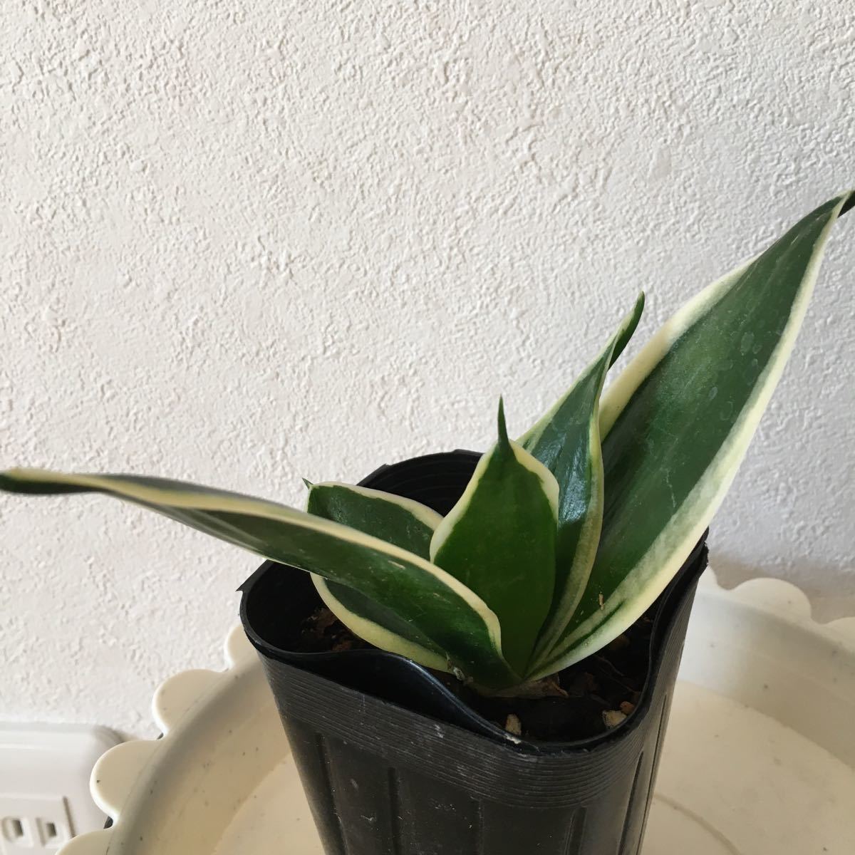 Paypayフリマ 茶々丸様専用 観葉植物 サンスベリア ハニー aとc 空気清浄 抜き苗 Paypayフリマ 茶々丸様専用 観葉植物 サンスベリア ハニー aとc 空気清浄 抜き苗