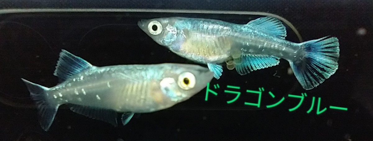 Paypayフリマ ドラゴンブルーメダカ 卵25個 Kasumiめだか Paypayフリマ ドラゴンブルーメダカ 卵25個 Kasumiめだか