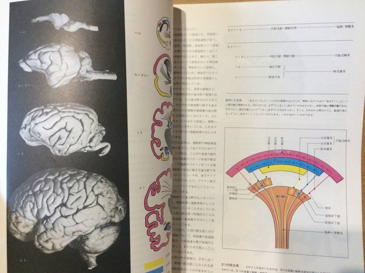 別冊サイエンス 特集ライフ・サイエンス 人間の生物学 日本経済新聞社 太田次郎(編) R.G.エドワーズ/R.E.ファウラー 時実利彦_画像8