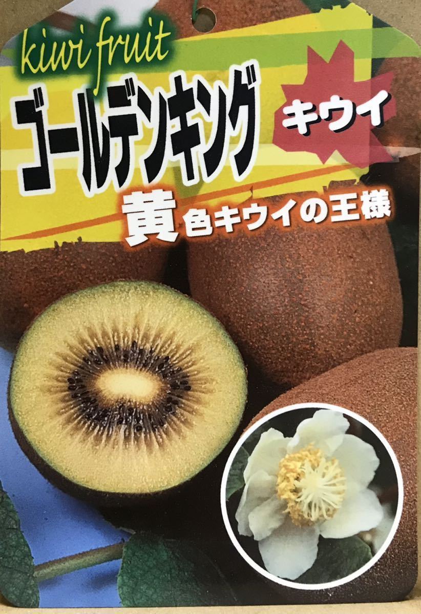 黄色キウイの王様 ゴールデンキング 雌雄苗木