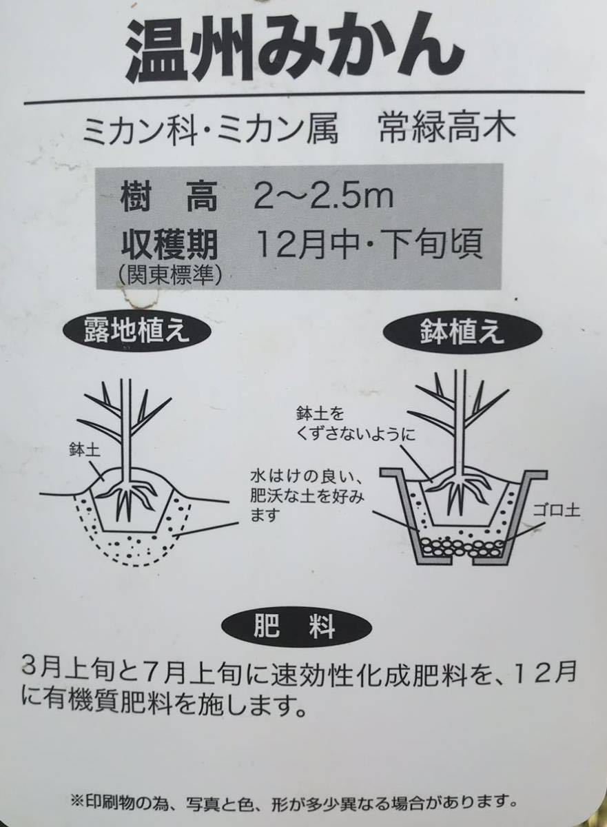 おいしくてジューシー 温州みかん 接木苗木1本_画像2