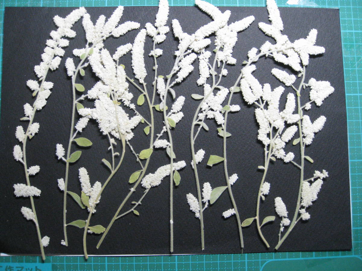  pressed flower material B-19 silver kyatsuto