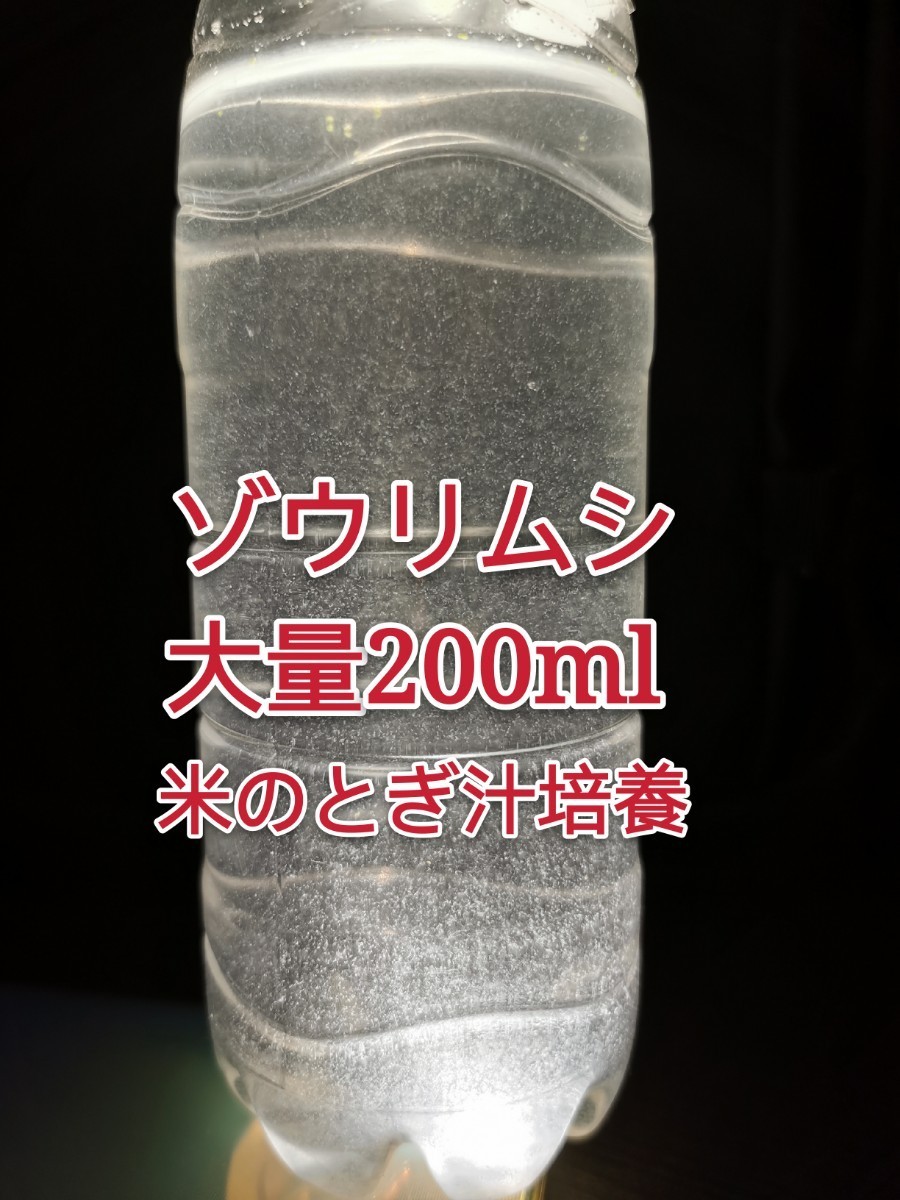 Paypayフリマ ゾウリムシ 0ml 生き餌 米のとぎ汁培養 めだか 針子 稚魚 ミジンコ 餌 Paypayフリマ ゾウリムシ 0ml 生き餌 米のとぎ汁培養 めだか 針子 稚魚 ミジンコ 餌