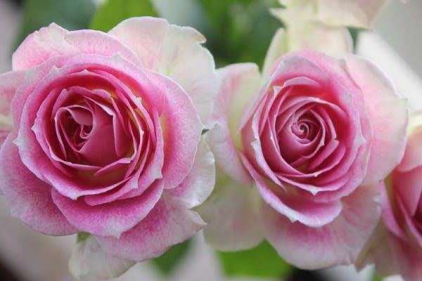 バラ苗 切花の値段と価格推移は 125件の売買情報を集計したバラ苗 切花の価格や価値の推移データを公開 バラ苗 切花の値段と価格推移は 125件の売買情報を集計したバラ苗 切花の価格や価値の推移データを公開