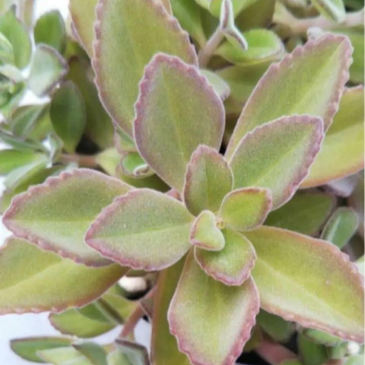Paypayフリマ 紅葉が綺麗 育てやすい 多肉植物 ペンテリー 8カット Paypayフリマ 紅葉が綺麗 育てやすい 多肉植物 ペンテリー 8カット