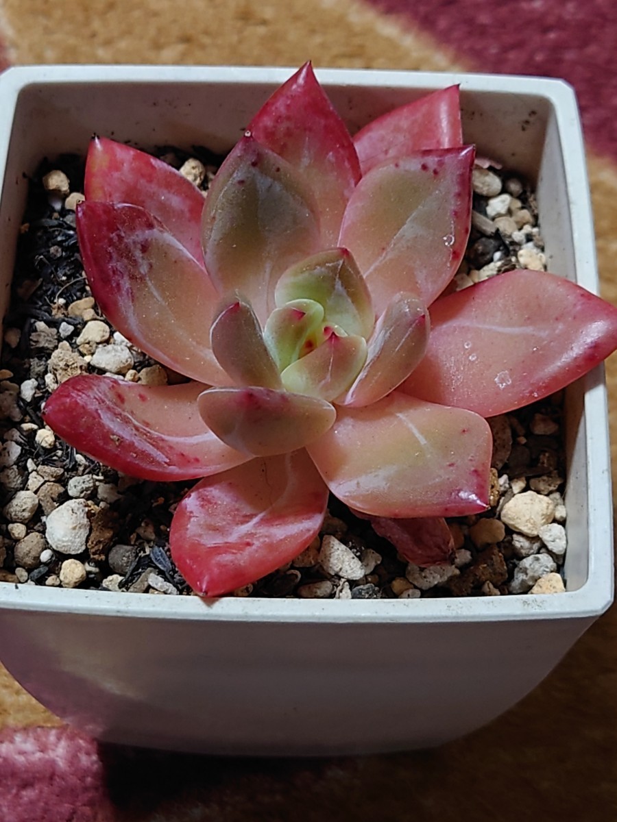 Paypayフリマ 多肉植物 韓国苗 エケベリア ピンクシャンペン Paypayフリマ 多肉植物 韓国苗 エケベリア ピンクシャンペン