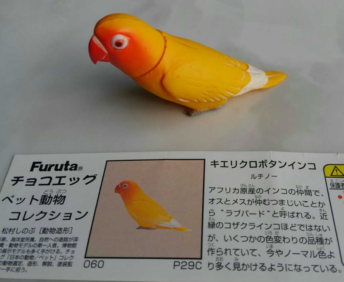 ヤフオク キエリクロボタンインコ ルチノー 海洋堂 チョコ ヤフオク キエリクロボタンインコ ルチノー 海洋堂 チョコ