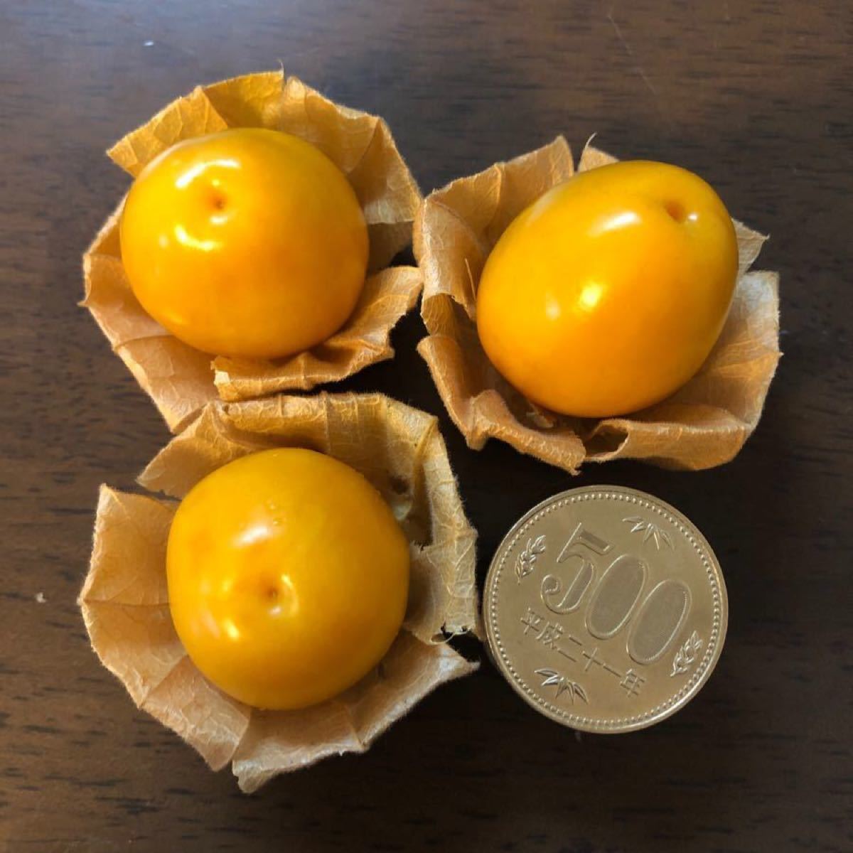 Paypayフリマ 種 80粒 食用ホオズキ 太陽の子 Paypayフリマ 種 80粒 食用ホオズキ 太陽の子