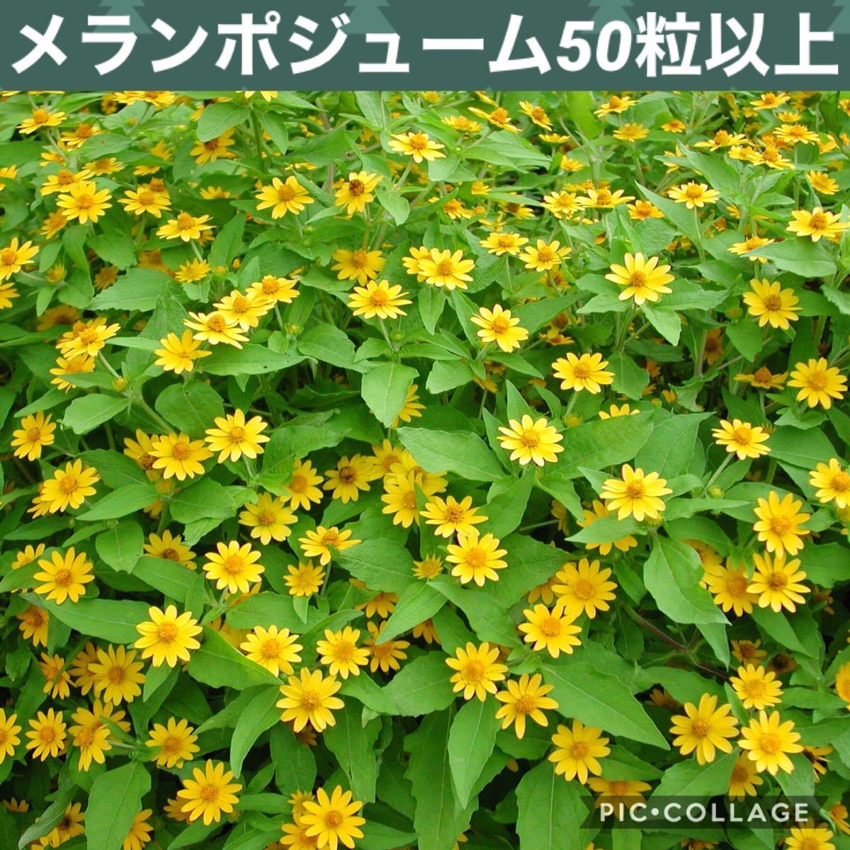 Paypayフリマ メランポジューム 花の種 50粒以上 Paypayフリマ メランポジューム 花の種 50粒以上