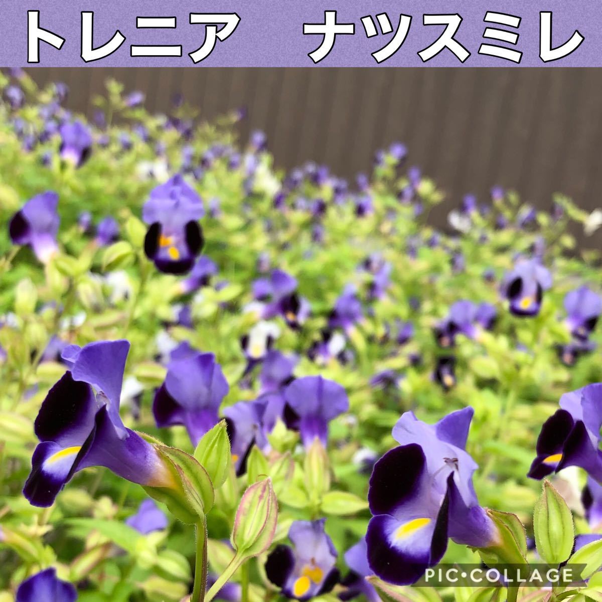 Paypayフリマ トレニア ナツスミレ 花の種 Paypayフリマ トレニア ナツスミレ 花の種