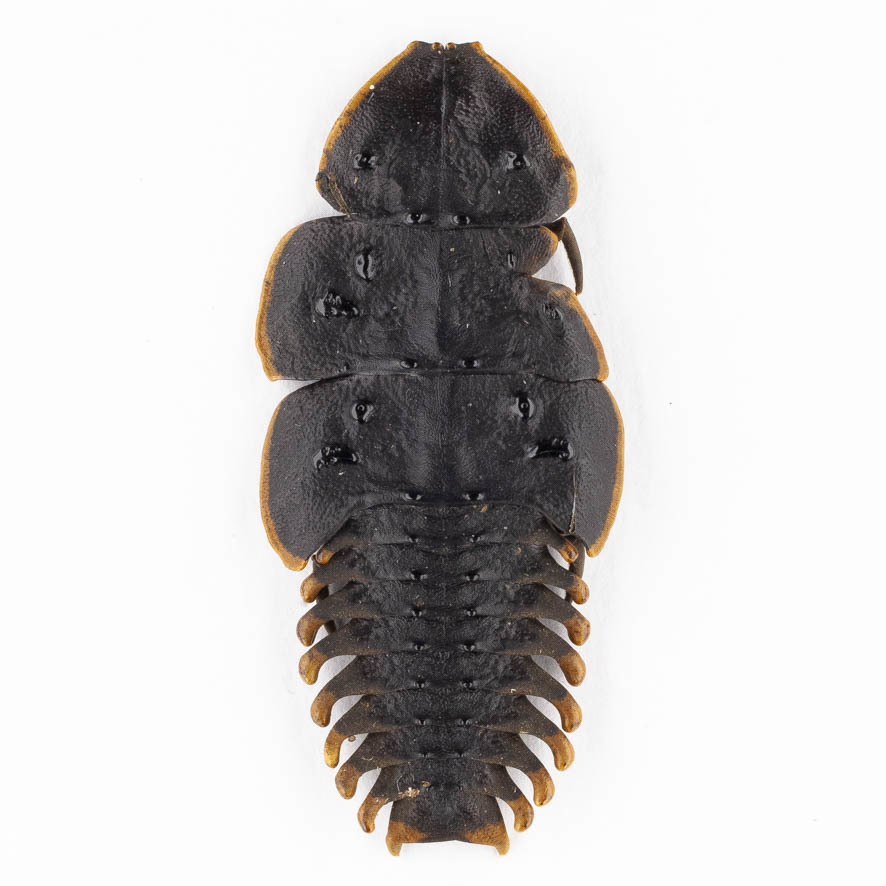 Platerodrilus 18 サンヨウベニボタル標本 西ジャワ