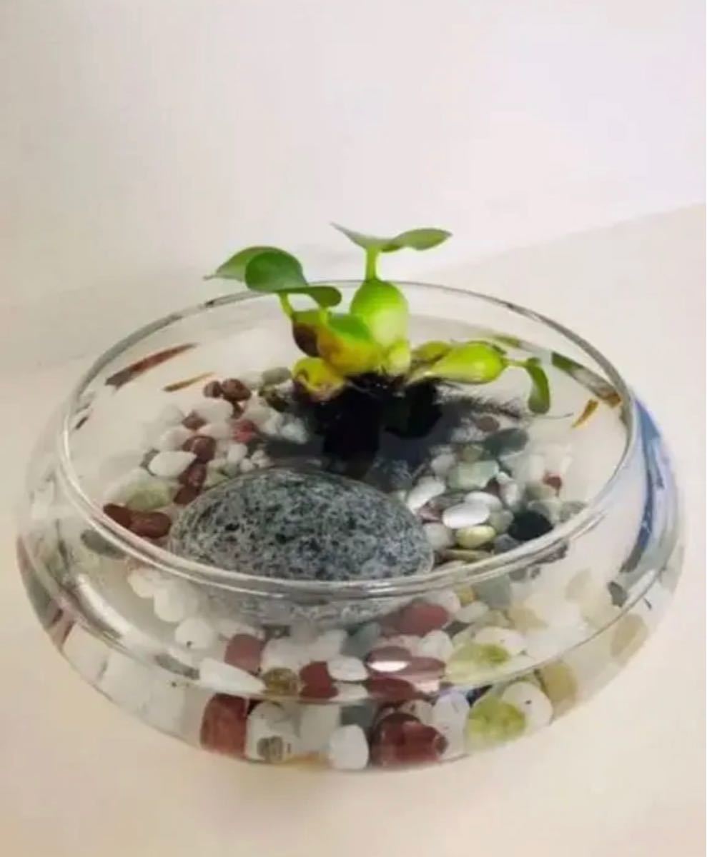 Paypayフリマ 花瓶 フラワーベース 水盤 水鉢 水槽 メダカ鉢 金魚鉢 ガラス 睡蓮 Paypayフリマ 花瓶 フラワーベース 水盤 水鉢 水槽 メダカ鉢 金魚鉢 ガラス 睡蓮