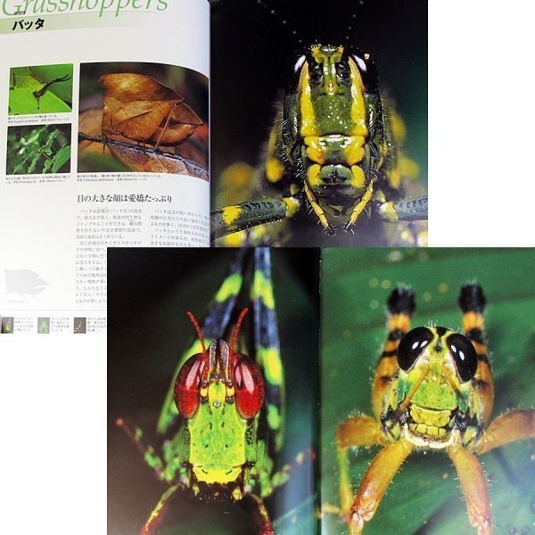 ヤフオク 昆虫顔面図鑑 世界編 虫 拡大 接写 マクロ撮影 ヤフオク 昆虫顔面図鑑 世界編 虫 拡大 接写 マクロ撮影