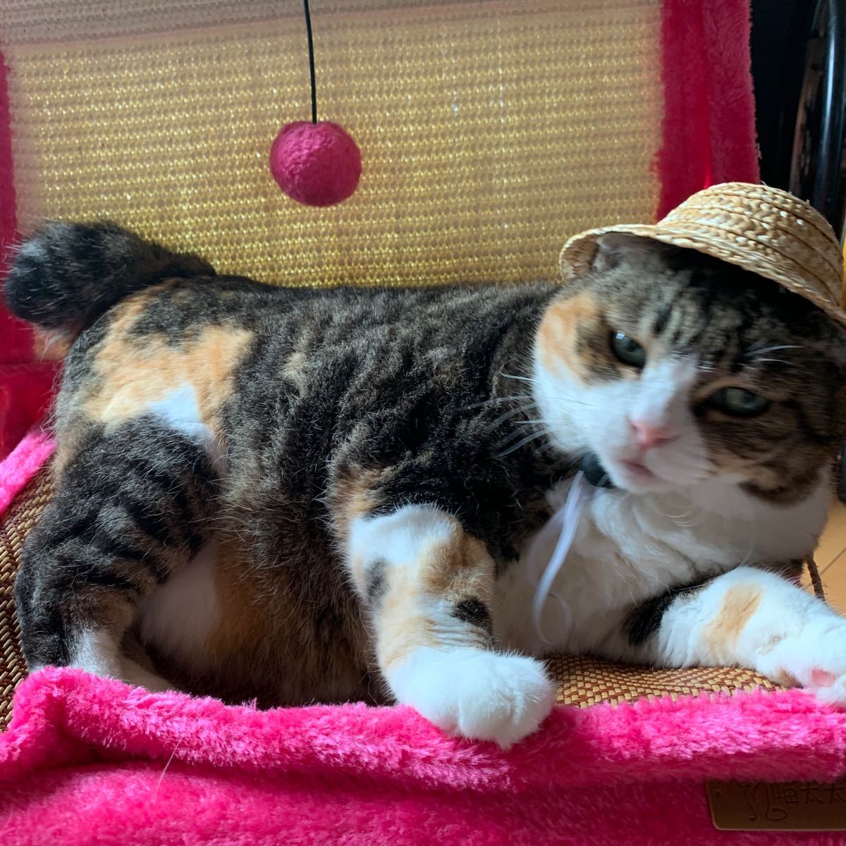 Paypayフリマ 猫のおもちゃ 猫じゃらし 俺様の椅子 猫ちゃん専用椅子 爪とぎ ピンクがグレー Paypayフリマ 猫のおもちゃ 猫じゃらし 俺様の椅子 猫ちゃん専用椅子 爪とぎ ピンクがグレー