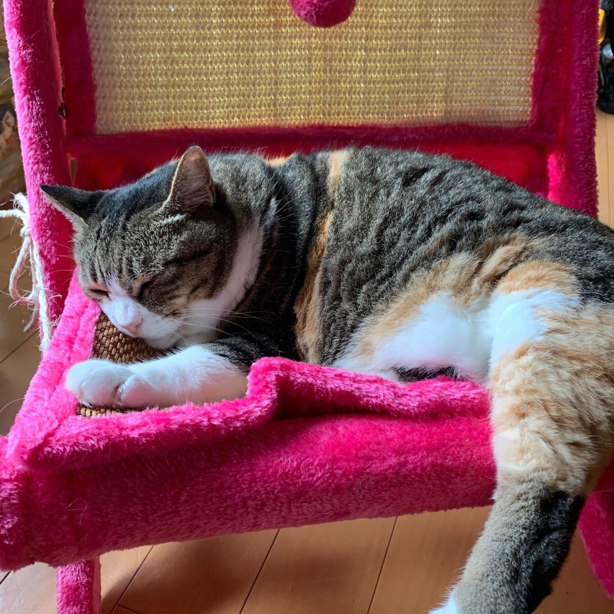 猫のおもちゃ　猫じゃらし　『俺様の椅子』猫ちゃん専用椅子　爪とぎ　