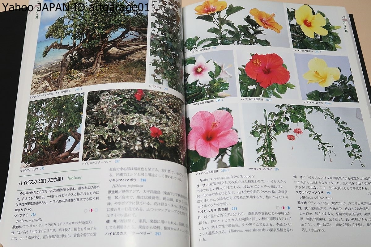 熱帯花木と観葉植物図鑑/観葉植物として市場や園芸業界で取り扱っている植物を中心に多くのものを掲載・一目で解る様に現地の写真を使用_画像6