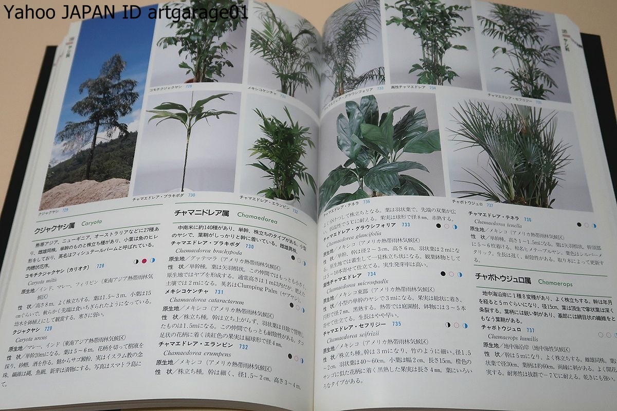 熱帯花木と観葉植物図鑑/観葉植物として市場や園芸業界で取り扱っている植物を中心に多くのものを掲載・一目で解る様に現地の写真を使用_画像10