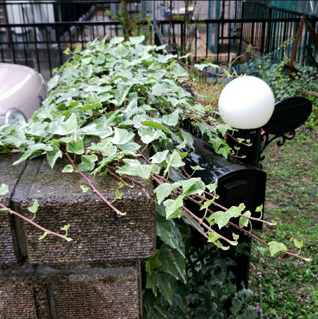 観葉植物  アイビー  ヘデラ