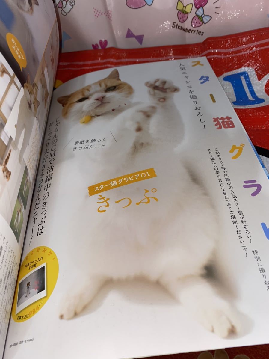 * The телевизор nyan новейший Star кошка большой различные предметы дополнение новейший Star кошка наклейка Kadokawa Mucc кошка .. кошка 