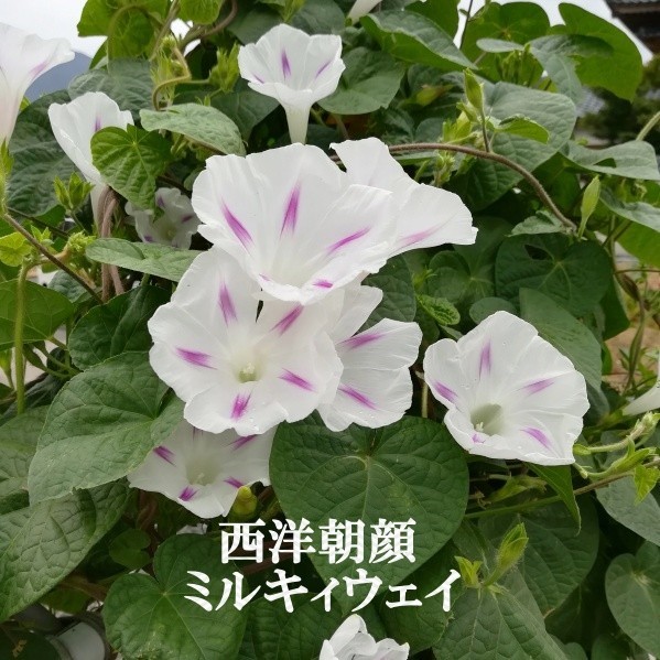 Paypayフリマ 春まき花の種 西洋朝顔 ミルキーウェイ 30粒 Paypayフリマ 春まき花の種 西洋朝顔 ミルキーウェイ 30粒