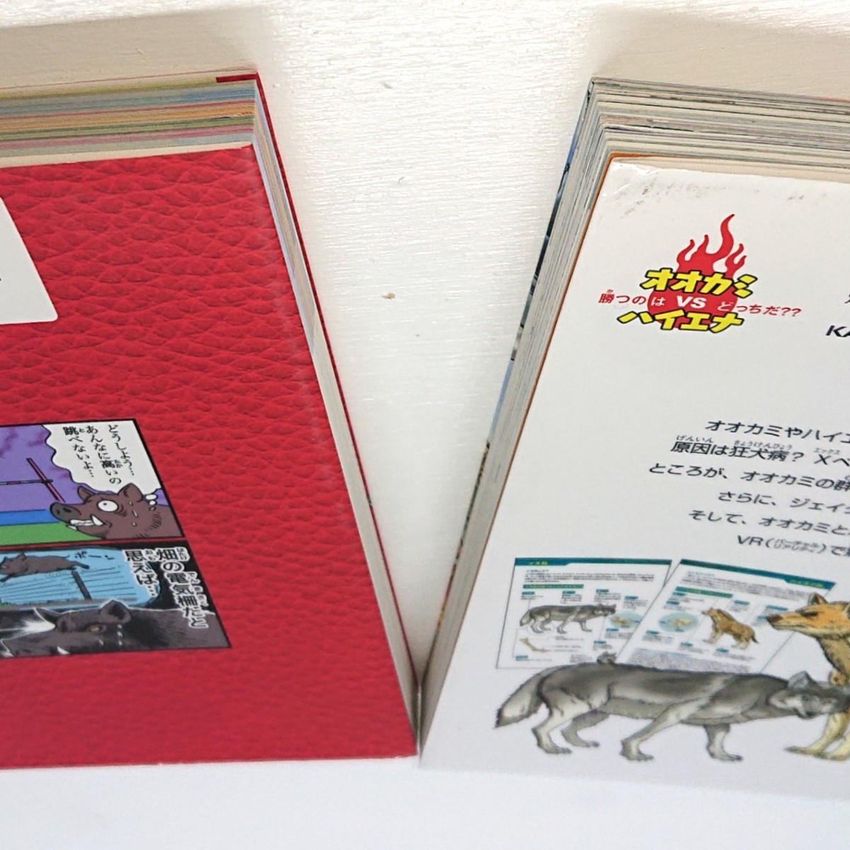 Paypayフリマ すごいぜ 動物スポーツ選手権 どっちが強い オオカミvsハイエナ Paypayフリマ すごいぜ 動物スポーツ選手権 どっちが強い オオカミvsハイエナ