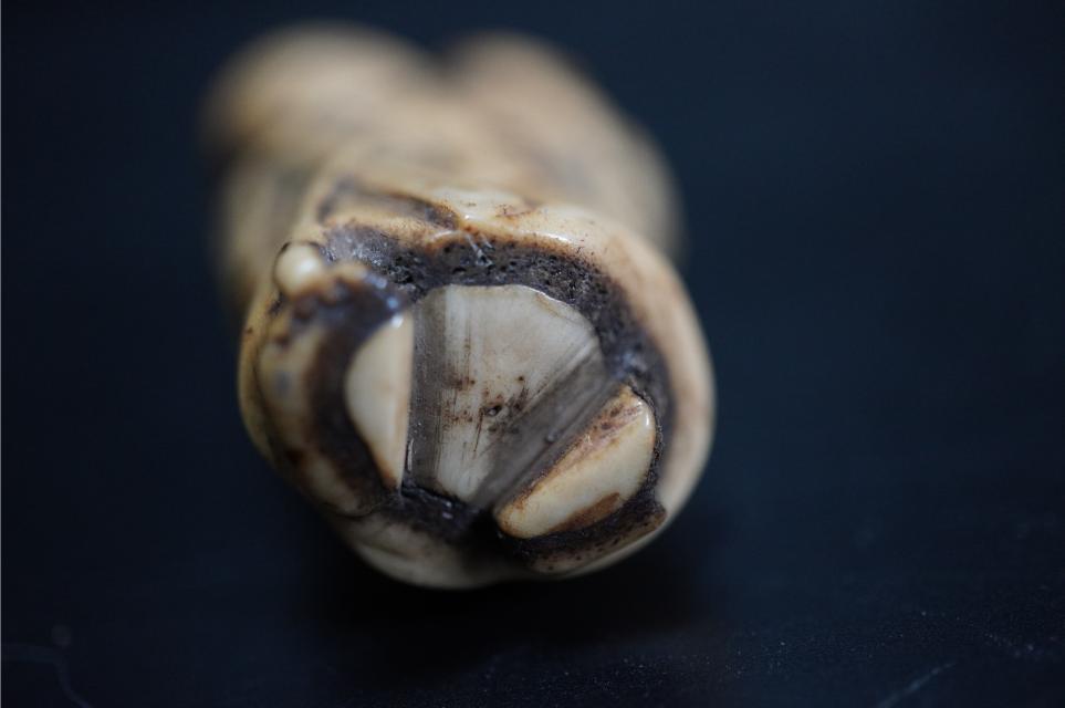 D5848-1 Edo времена netsuke олень угол ... кукла гравюра netsuke . предмет 