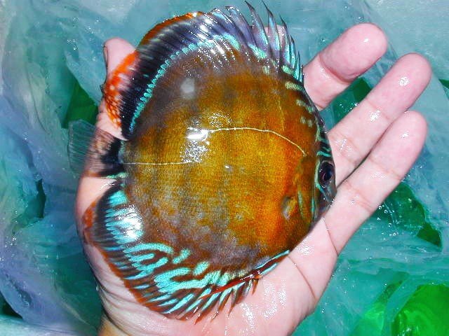 [. плата море .] Red Bull - дискус *uatsuma{ новые поступления . вид }O