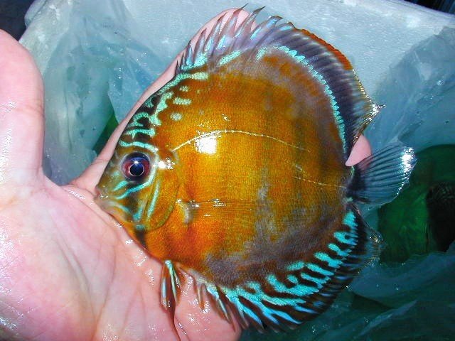 [. плата море .] Red Bull - дискус *uatsuma{ новые поступления . вид }O