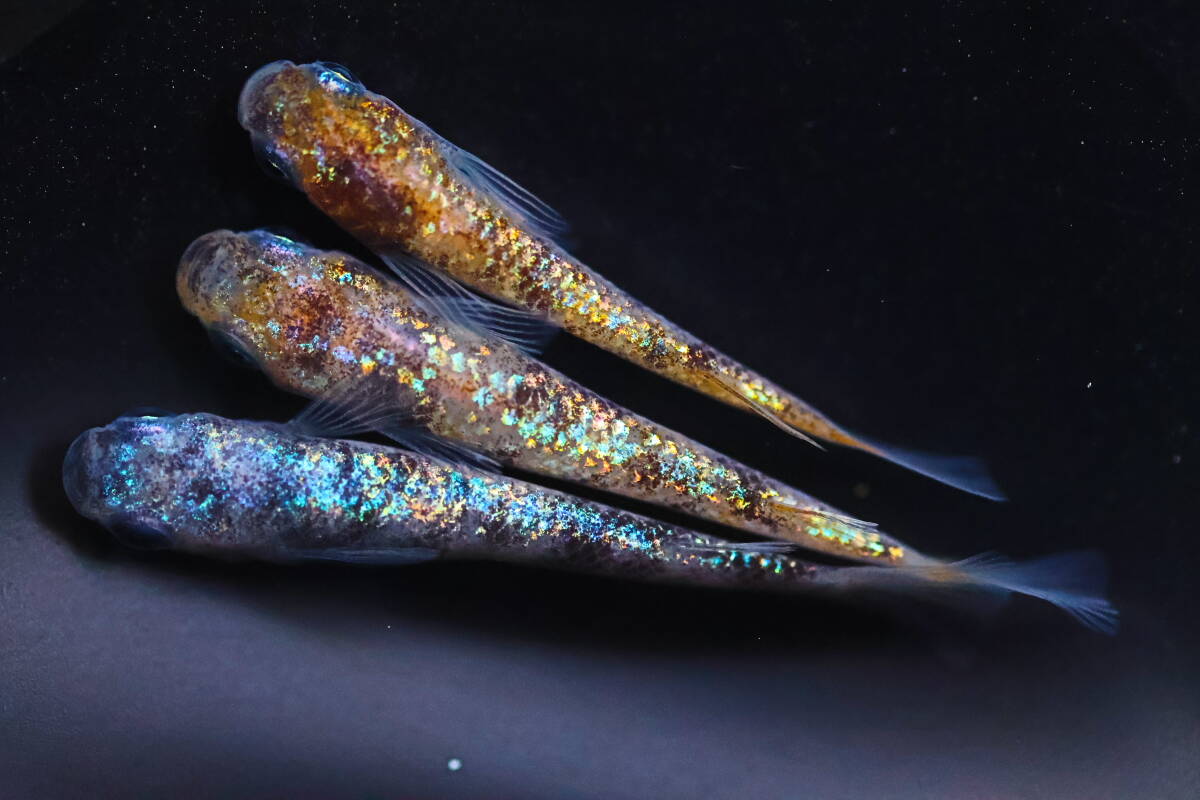 丸長メダカ S35【 桜星 さくらぼし (和墨星ラメ×桜餅）　種親クラス 】3匹！メス1匹、オス2匹！ めだか 現物出品_画像1