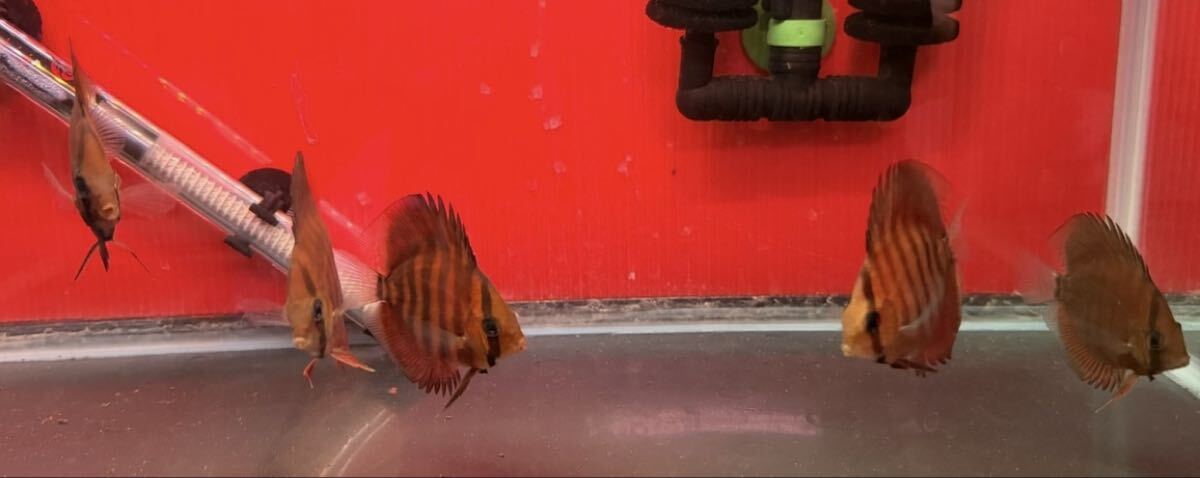 [ полный moon клубника красный дискус ] 5 шт ±6.5cm~7cm безопасность размер 