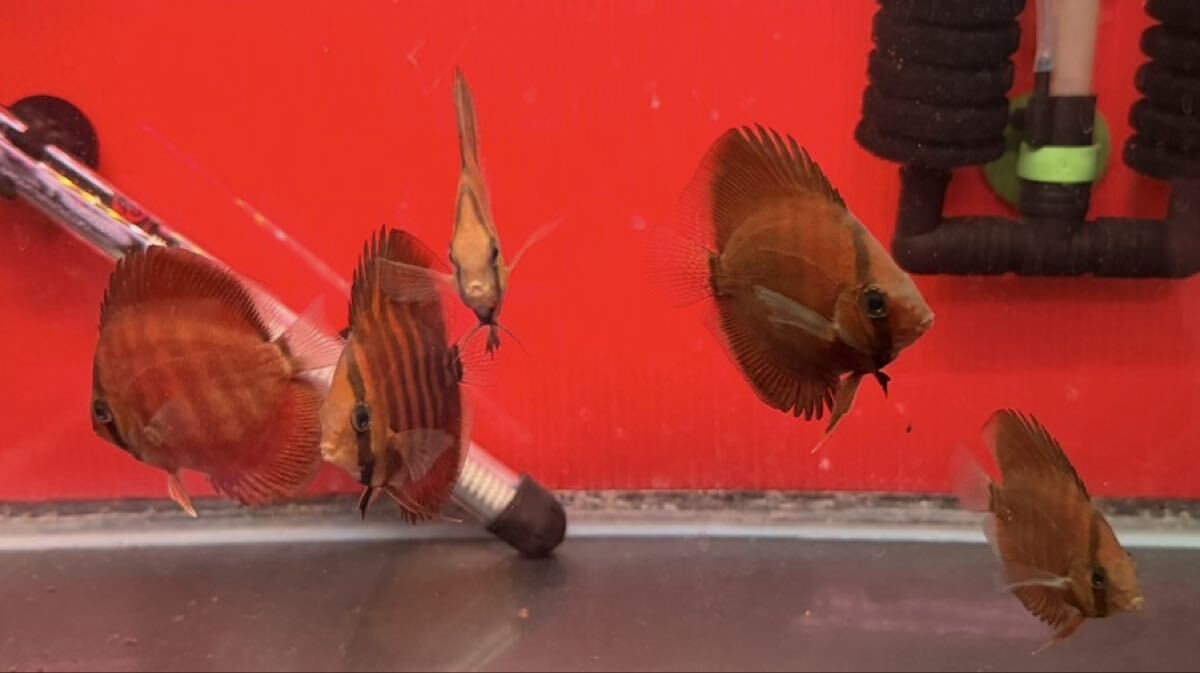 [ полный moon клубника красный дискус ] 5 шт ±6.5cm~7cm безопасность размер 