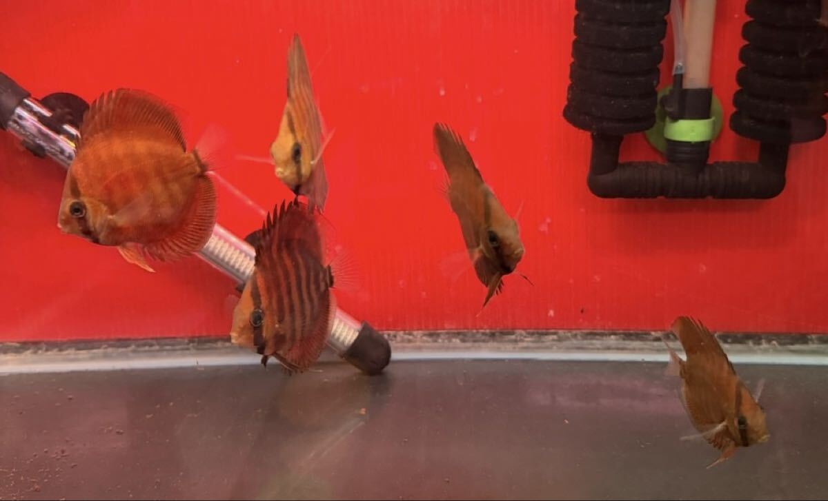 [ полный moon клубника красный дискус ] 5 шт ±6.5cm~7cm безопасность размер 