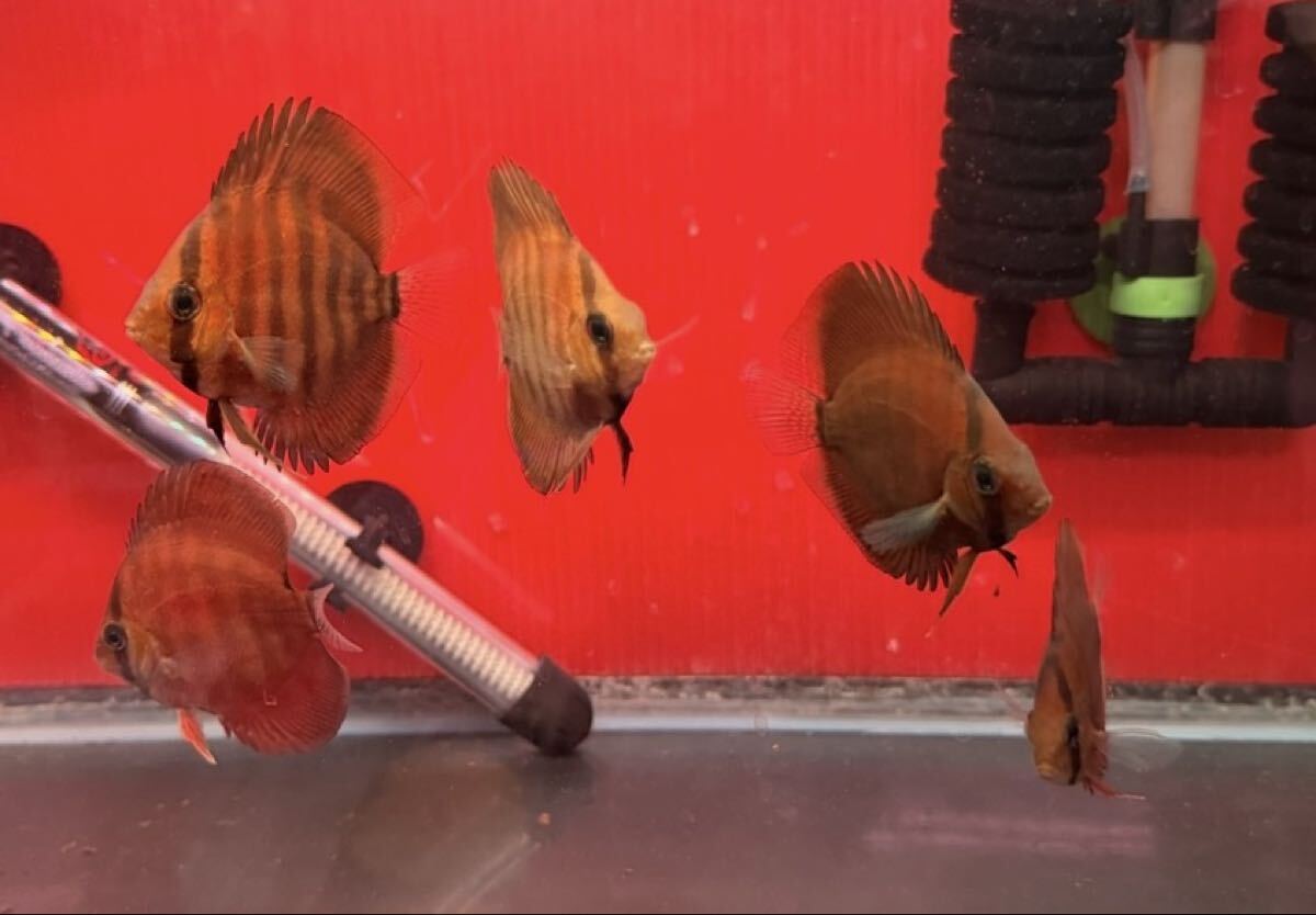 [ полный moon клубника красный дискус ] 5 шт ±6.5cm~7cm безопасность размер 