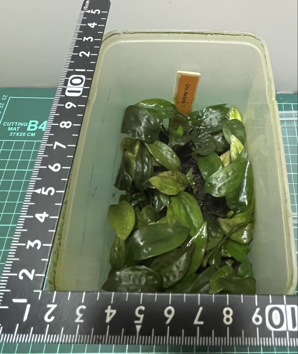 ★Cryptocoryne sp.Natuna1！　画像の中から子株を2株！ クリプトコリネSPNatuna1！_画像1